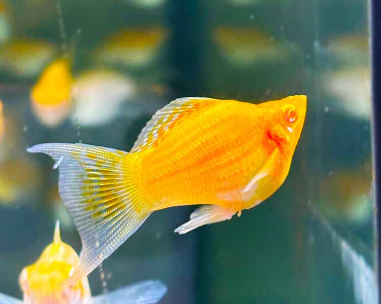 Red Eye Albino Golden Molly Balloon Lyretail ~ 3cm
